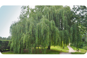 Weeping Willow Salix babylonica