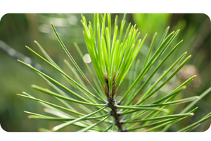 White Pine Pinus strobus