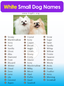 400+ Cutest Small Dog Names (Male, Female) – EngDic