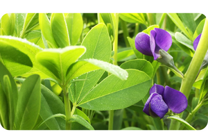 Wild Indigo Baptisia spp