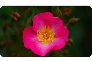 Wild Rose Rosa spp