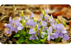 Wild Violet Viola spp