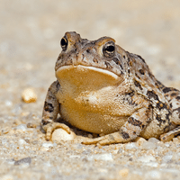 Wyoming Toad