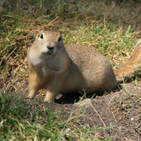 Yellow Ground Squirrel