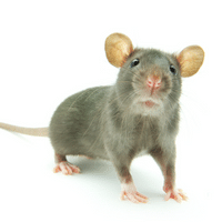 Yellow Nosed Cotton Rat