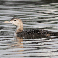 Yellow billed Loon