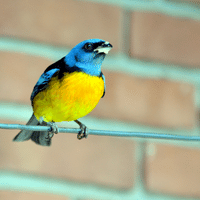 Yellow winged Tanager