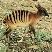 Zebra Duiker