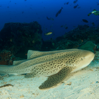 Zebra Shark