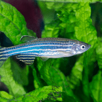 Zebrafish