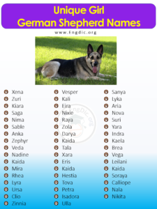 300+ Female German Shepherd Names (most Popular) - Engdic