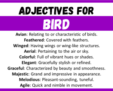 20+ Best Words to Describe Bird, Adjectives for Bird