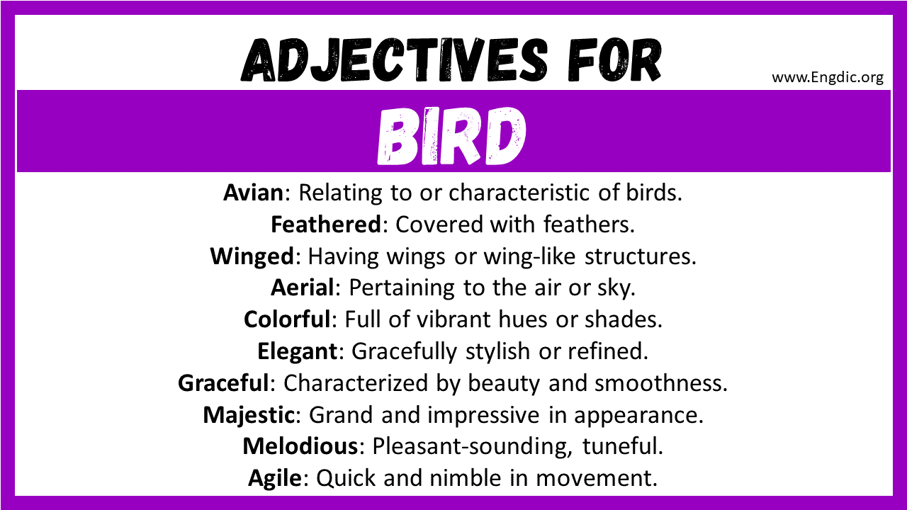 Adjectives for Bird