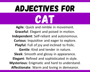 20+ Best Words to Describe Cat, Adjectives for Cat