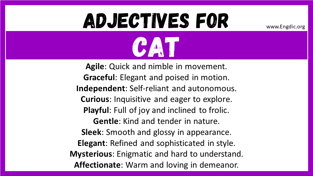 Adjectives for Cat