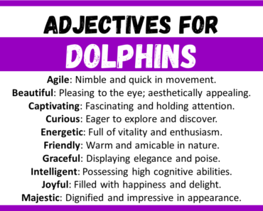 20+ Best Words to Describe Dolphins, Adjectives for Dolphins
