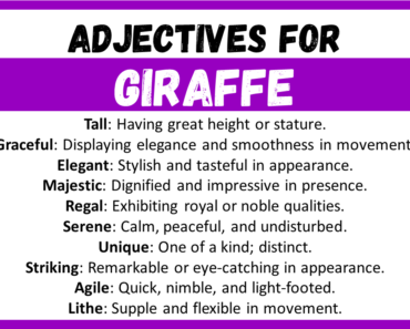 20+ Best Words to Describe Giraffe, Adjectives for Giraffe