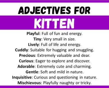 20+ Best Words to Describe Kitten, Adjectives for Kitten