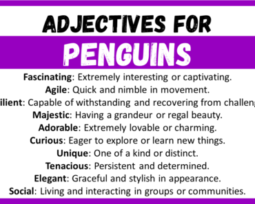 20+ Best Words to Describe Penguins, Adjectives for Penguins