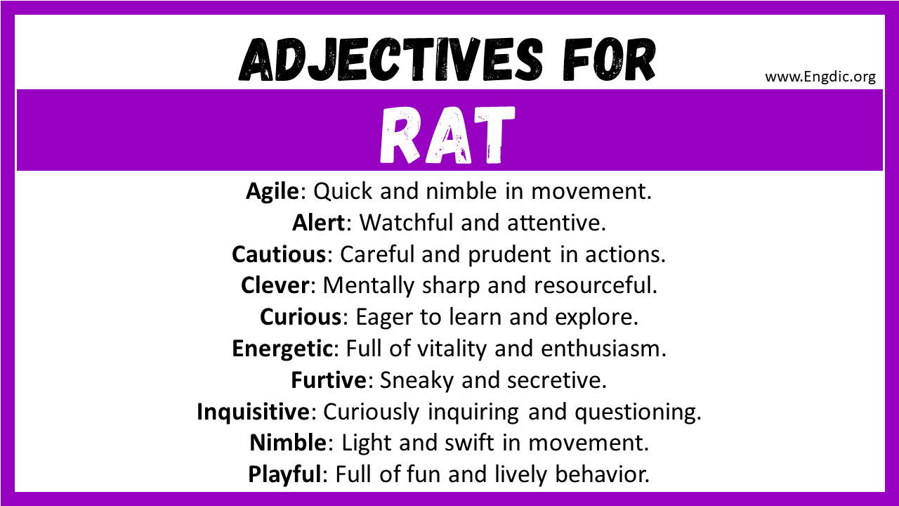 Adjectives for Rat