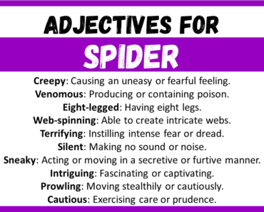 20+ Best Words to Describe Spider, Adjectives for Spider