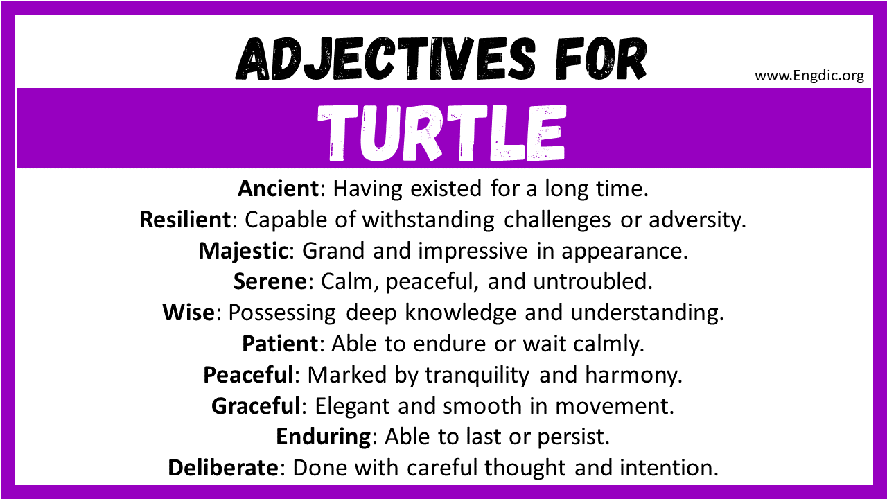 Adjectives for Turtle