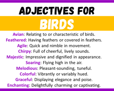 20+ Best Words to Describe Birds, Adjectives for Birds