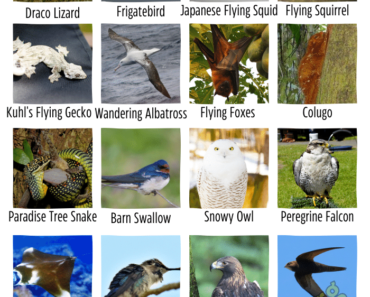 20 Aerial Animals Name (Flying & Air Animals)