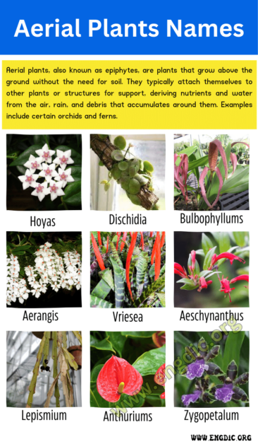 55 Epiphytic Plants: Aerial Plants Names List & Fun Facts - Engdic