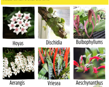 55 Epiphytic Plants: Aerial Plants Names List & Fun Facts