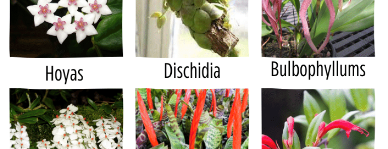 55 Epiphytic Plants: Aerial Plants Names List & Fun Facts