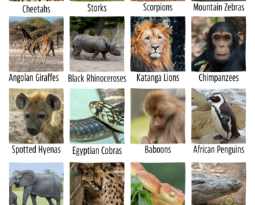 20+ African Animals Names with Pictures