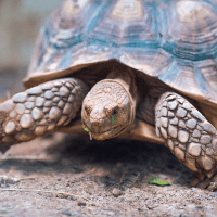 African Spurred Tortoise African Spurred Tortoise