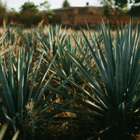 Agave
