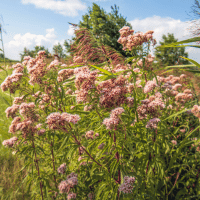 Agrimony plant