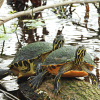 Alabama Red Bellied Cooter Alabama Red Bellied Cooter