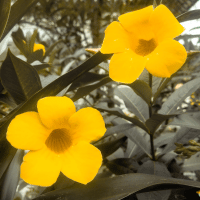 Alamanda