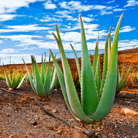Aloe Vera Plant