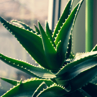 Aloe vera