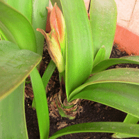 Amaryllis Plant