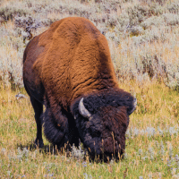 American Bison