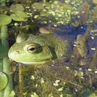 American bullfrog