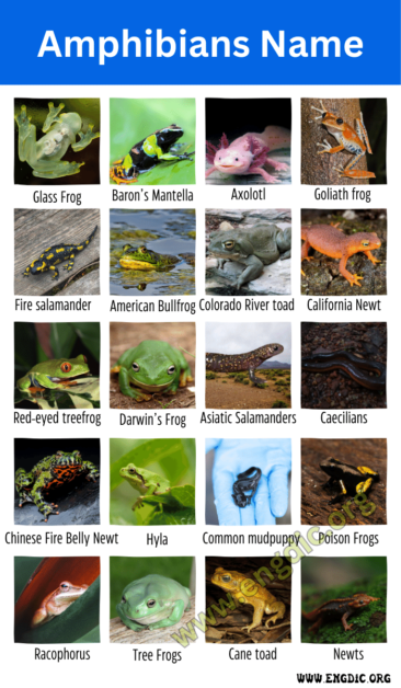 20 Amphibians Name A-Z (Land & Water Animals) - EngDic