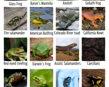 20 Amphibians Name A-Z (Land & Water Animals)