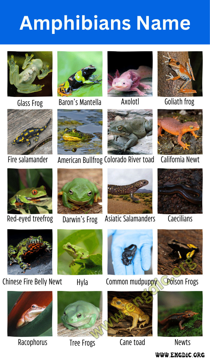 examples of amphibians