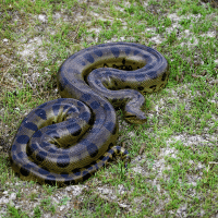 Anaconda
