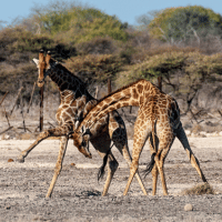 Angolan Giraffes