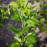Apple Plant