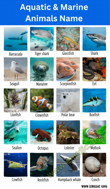 250+ Aquatic & Marine Animals Name (Sea & Ocean Animals) - EngDic