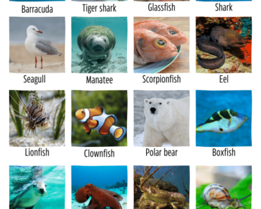 250+ Aquatic & Marine Animals Name (Sea & Ocean Animals)